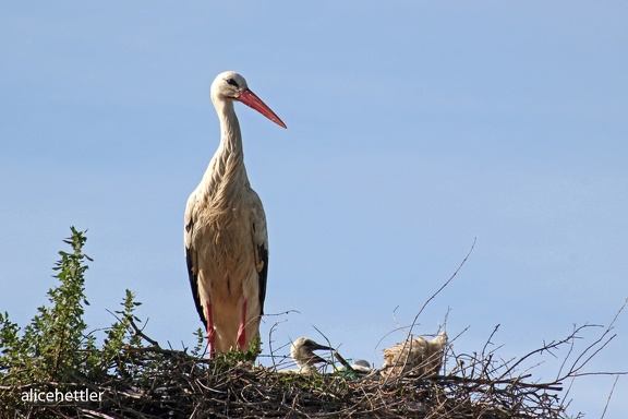 Weißstorch (Ciconia ciconia)